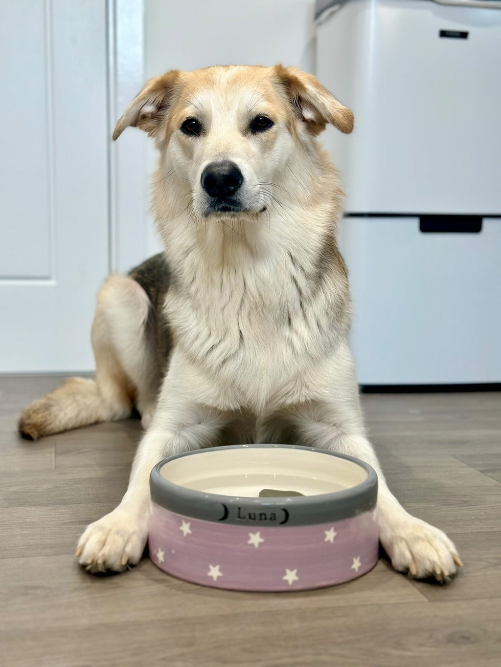 Large Dog Bowls