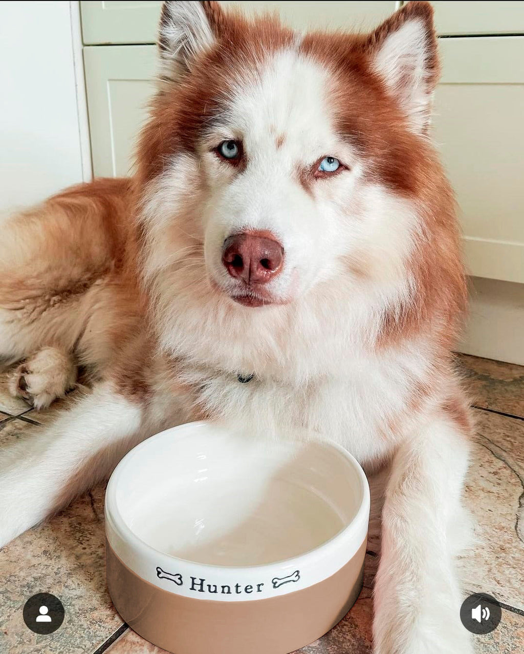 Large Dog Bowls