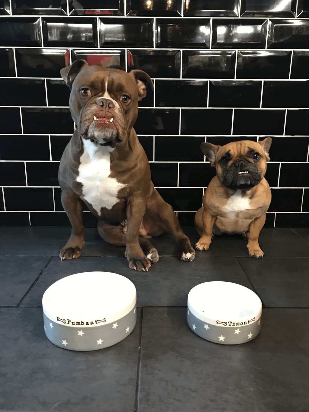 Medium Dog Bowls