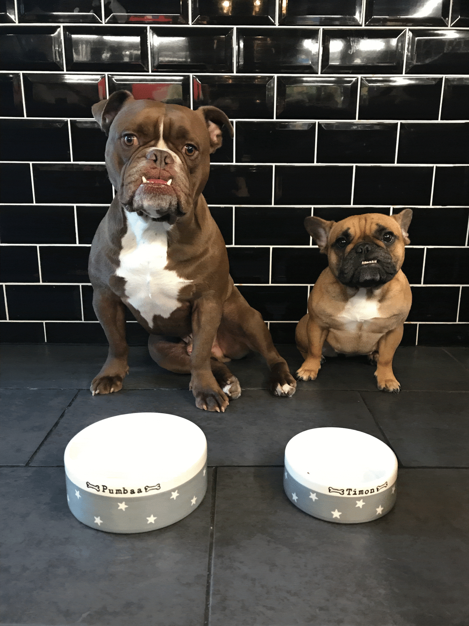 Medium Dog Bowls