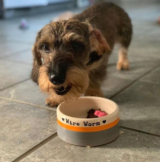 Small Dog Bowls