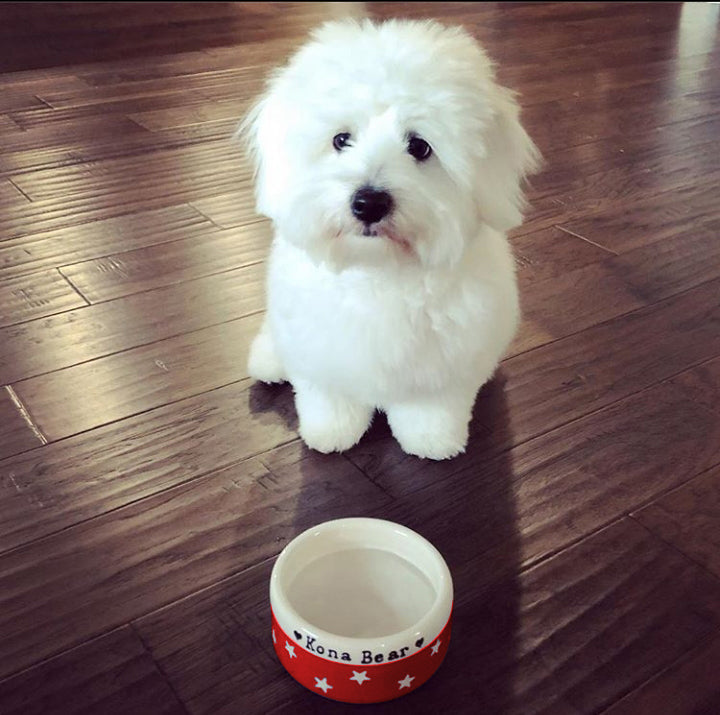 Small Dog Bowls